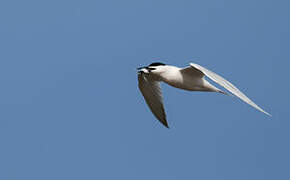 Sandwich Tern