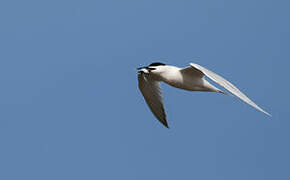 Sandwich Tern