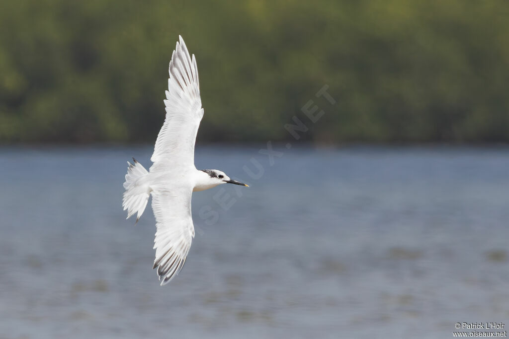 Sandwich Tern