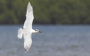 Sandwich Tern