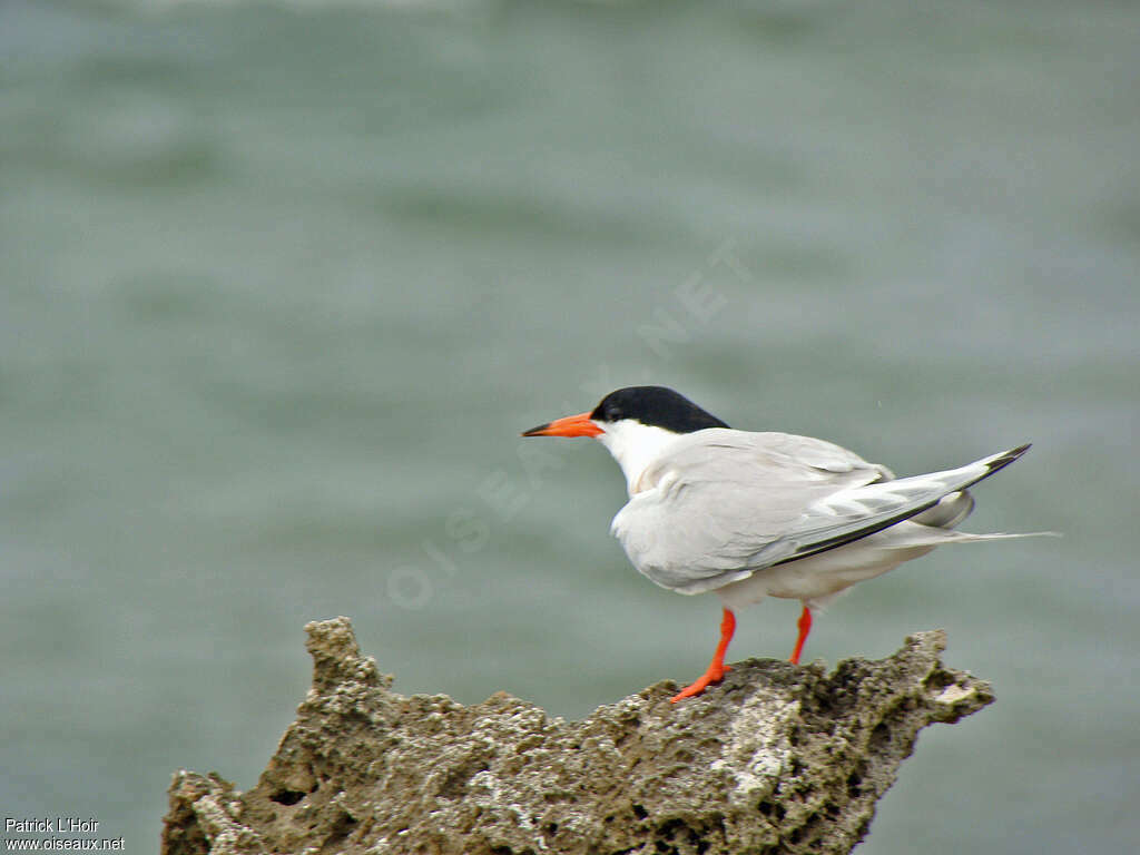 Sterne de Dougalladulte, identification