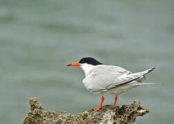 Roseate Tern