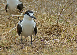 Sooty Tern