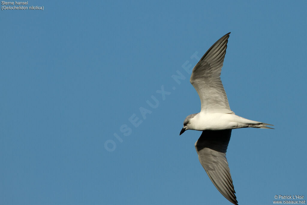 Gull-billed Tern