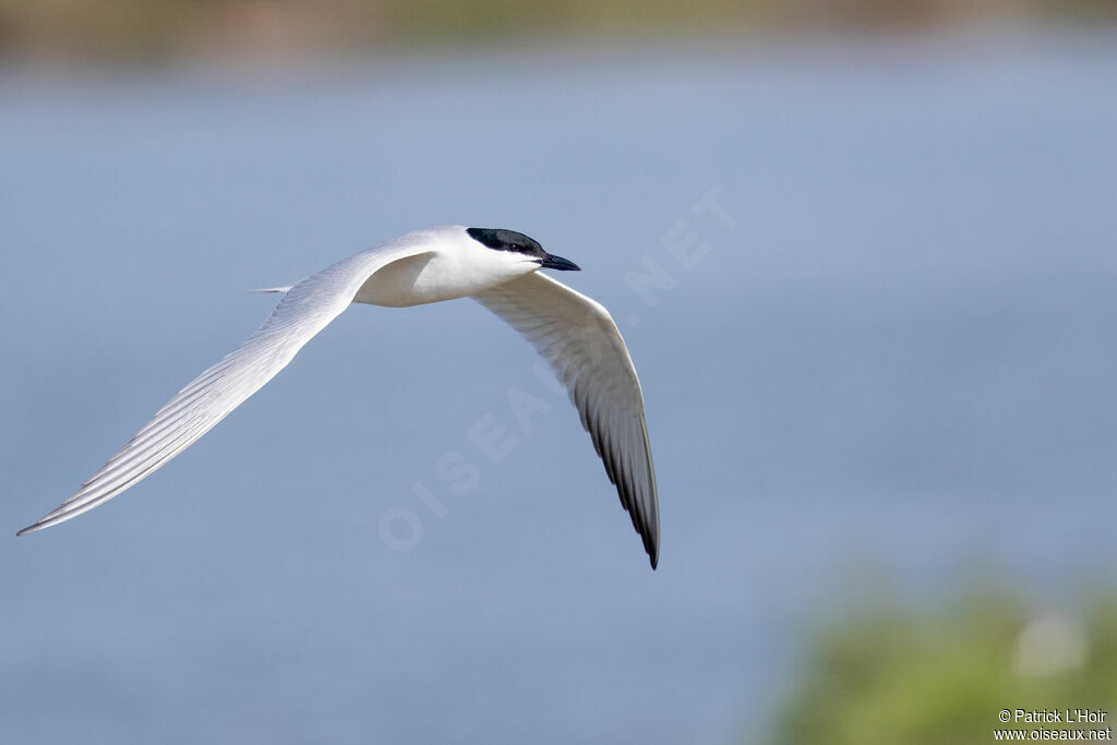 Gull-billed Tern