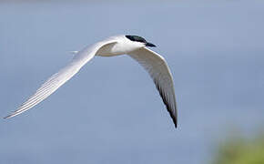 Gull-billed Tern