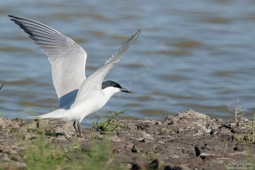 Gull-billed Tern