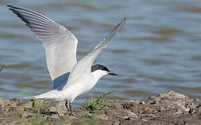 Gull-billed Tern