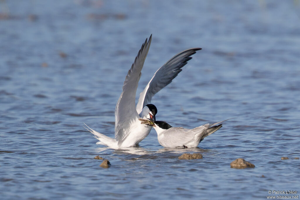 Gull-billed Tern