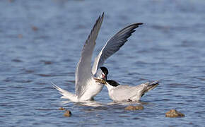 Gull-billed Tern