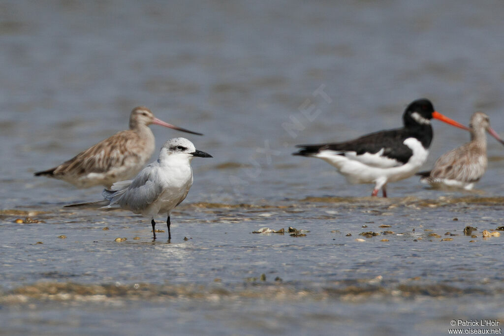 Gull-billed Tern