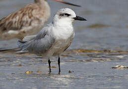 Gull-billed Tern