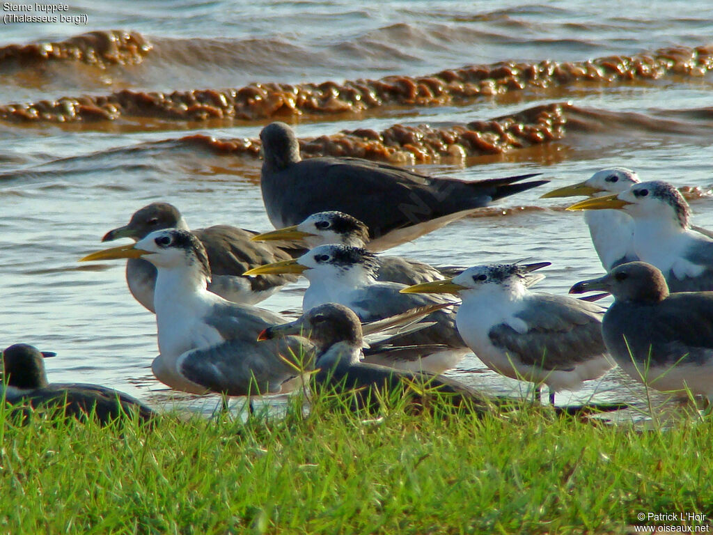 Greater Crested Tern