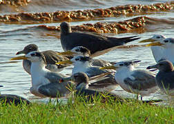 Greater Crested Tern