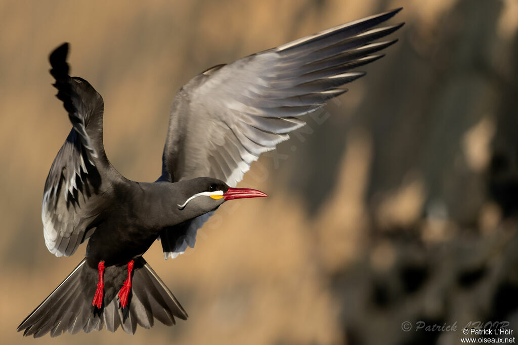 Inca Tern