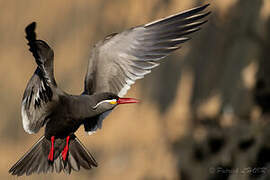 Inca Tern