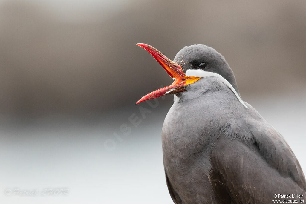 Inca Tern