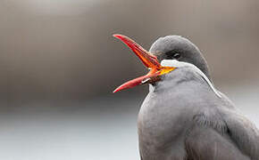 Inca Tern