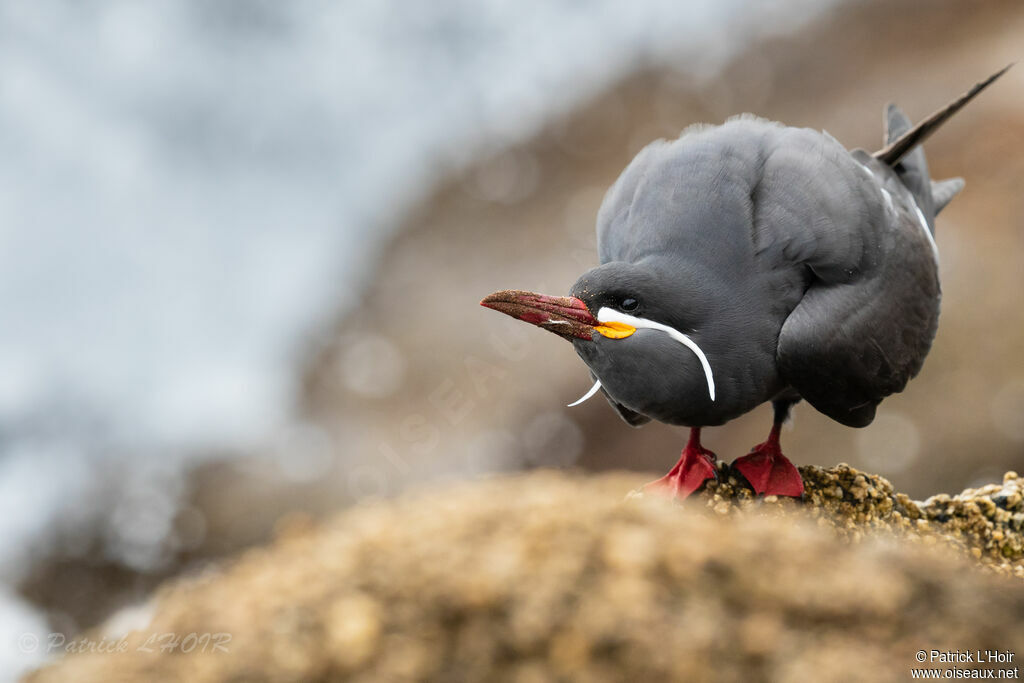 Inca Tern