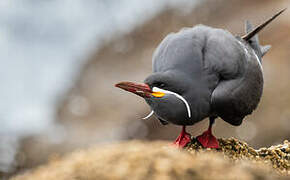 Inca Tern