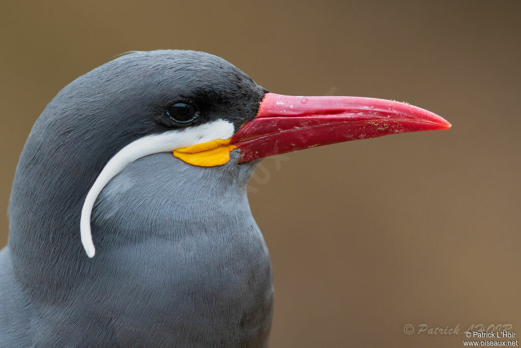 Inca Tern