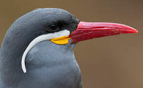 Inca Tern