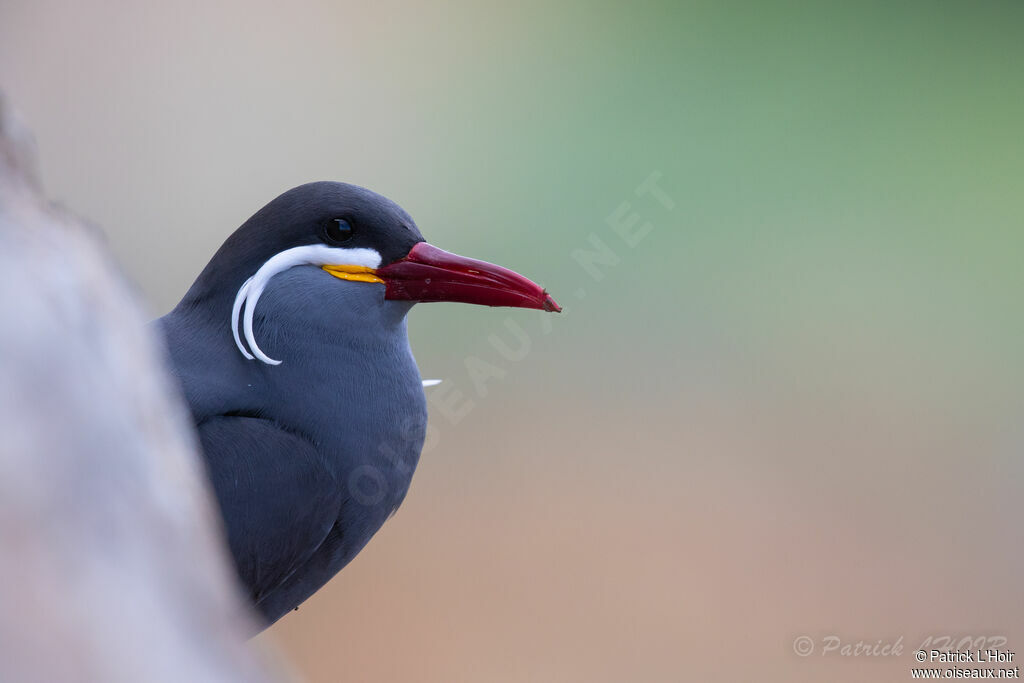 Inca Tern