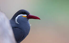 Inca Tern