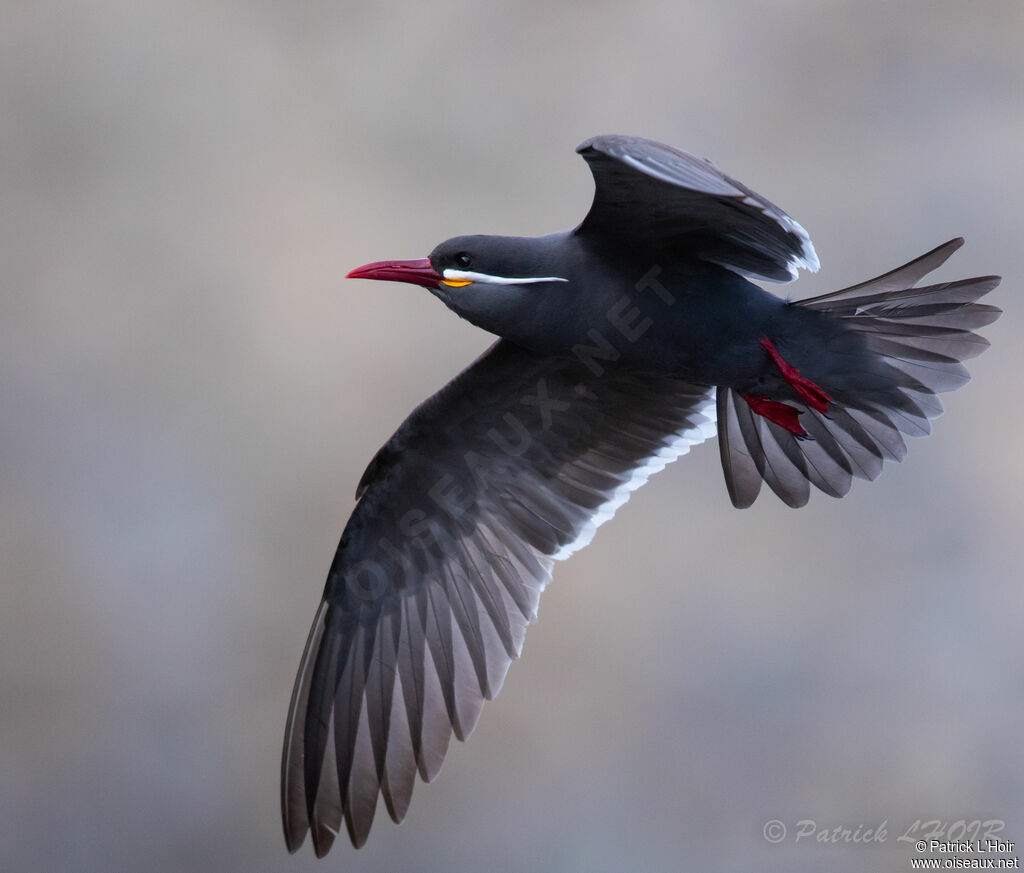 Inca Tern