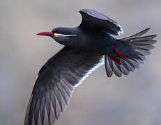 Inca Tern