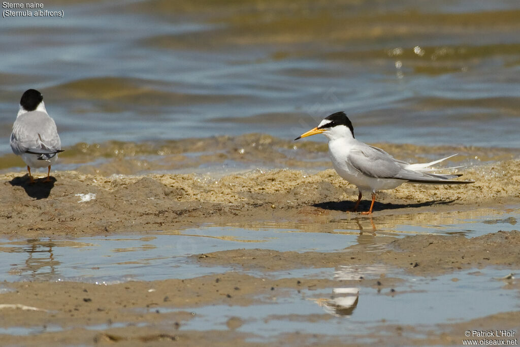 Little Tern