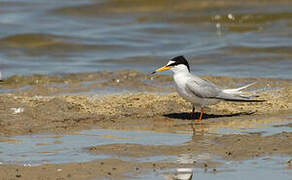 Little Tern