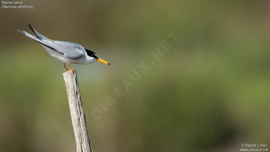 Little Tern