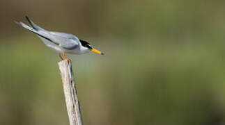 Little Tern