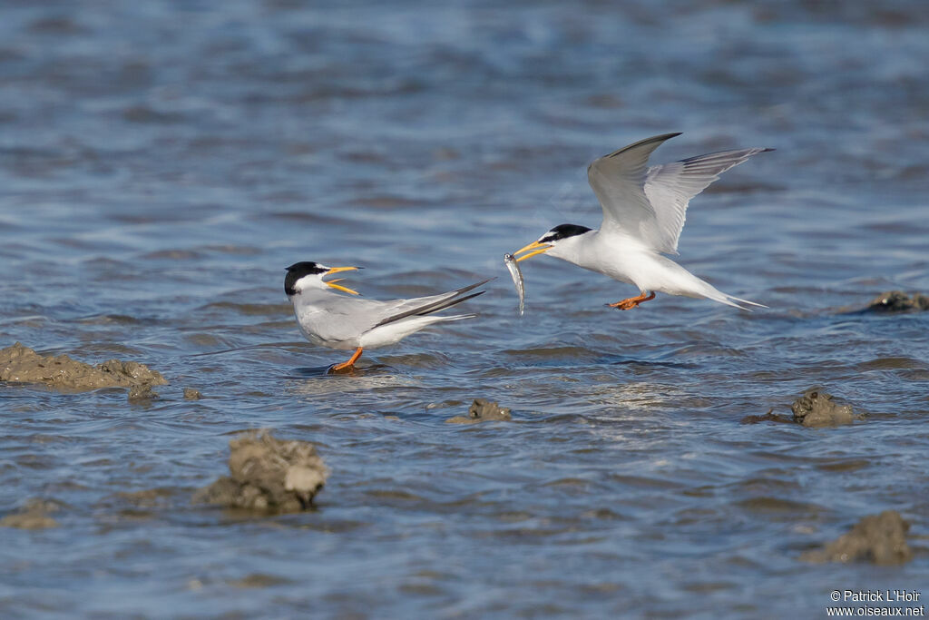 Little Ternadult breeding, Flight, courting display