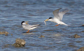 Little Tern