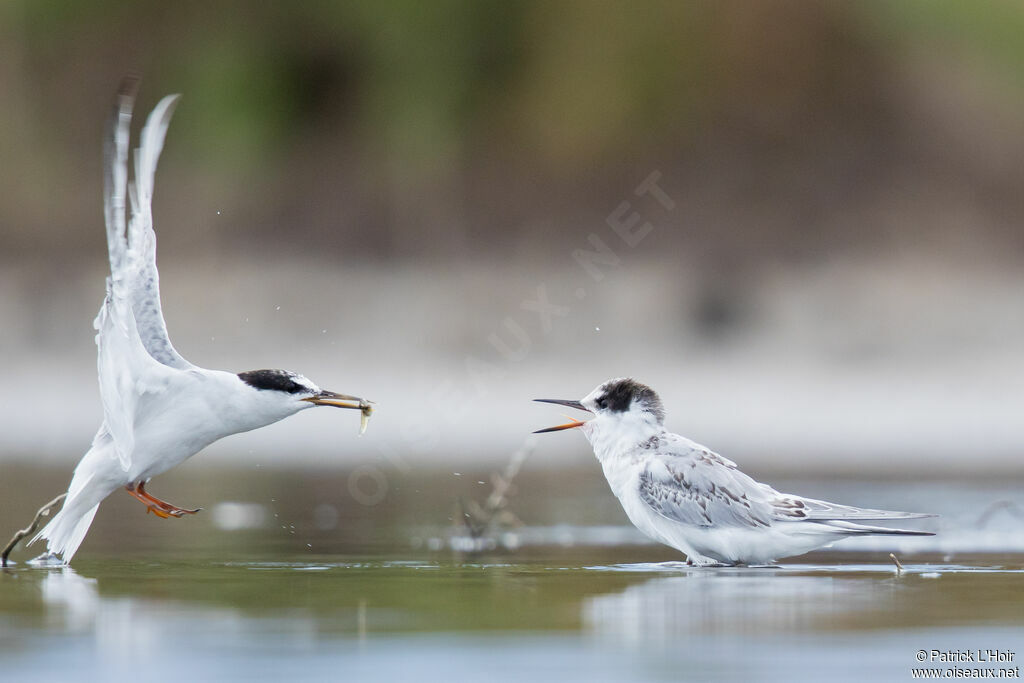 Little Tern