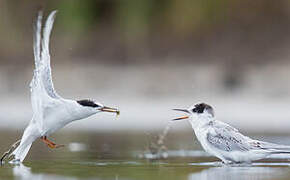 Little Tern