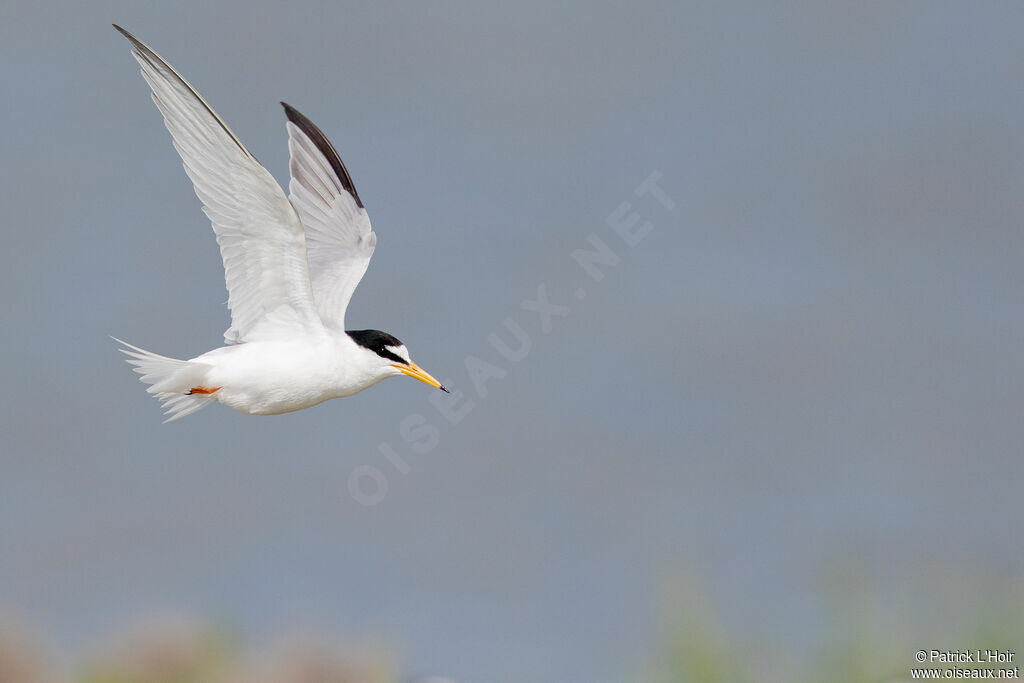 Little Tern