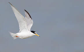 Little Tern