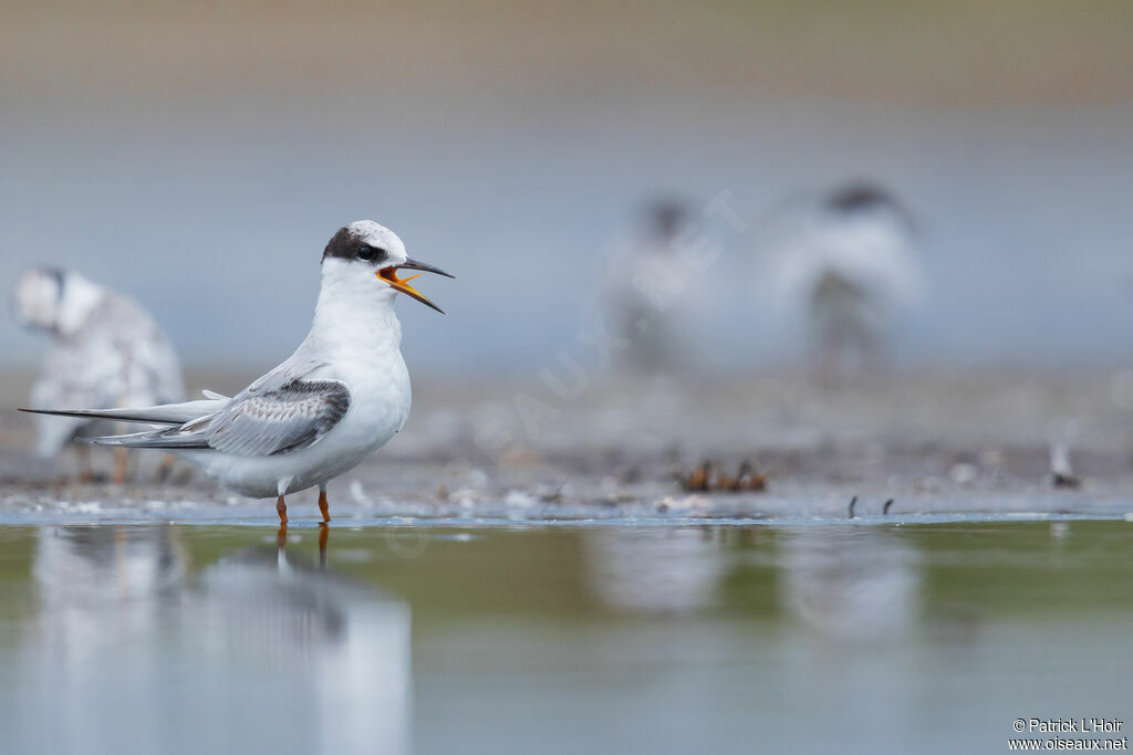 Little Tern