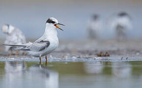 Little Tern