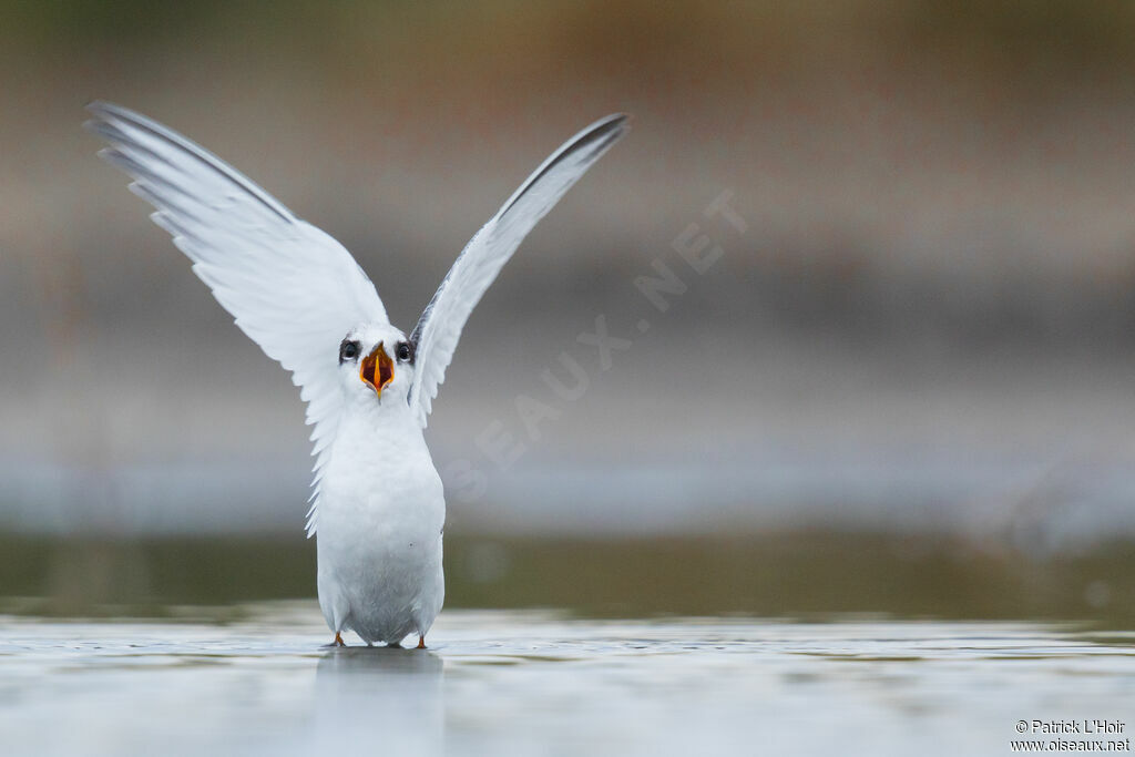 Little Tern