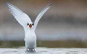 Little Tern