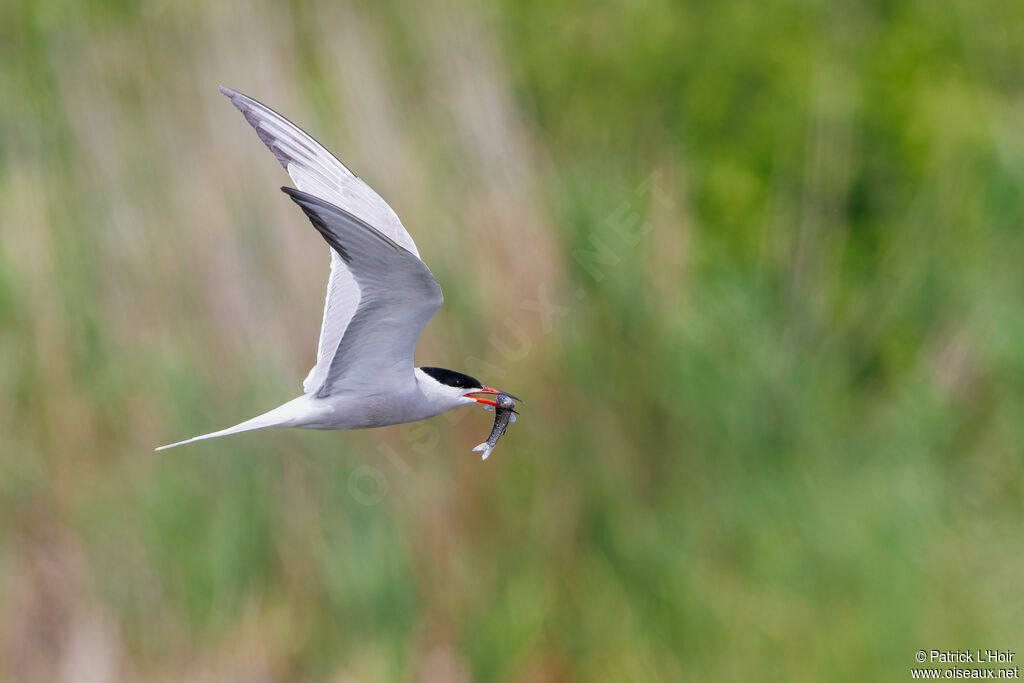 Common Tern