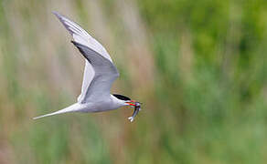 Common Tern