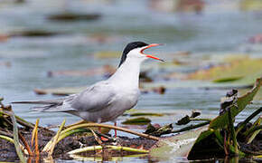 Common Tern