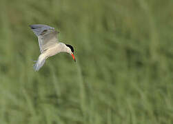 Common Tern