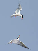 Common Tern