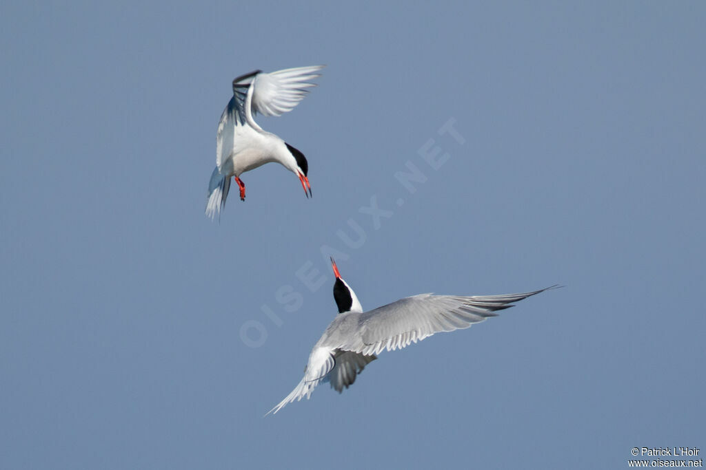 Common Tern